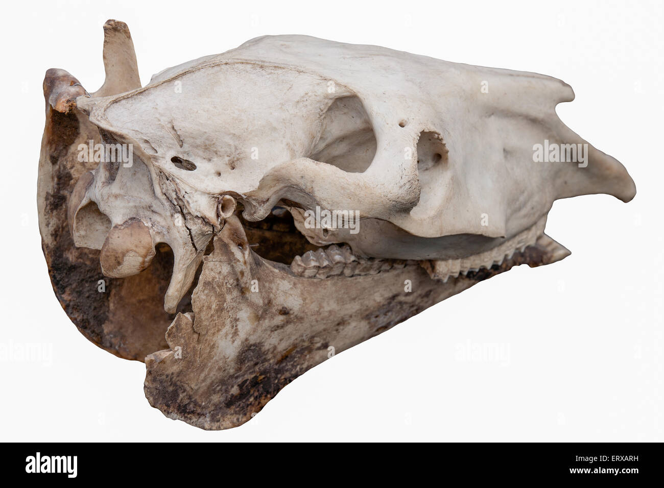 Horse skull isolated against white background Stock Photo