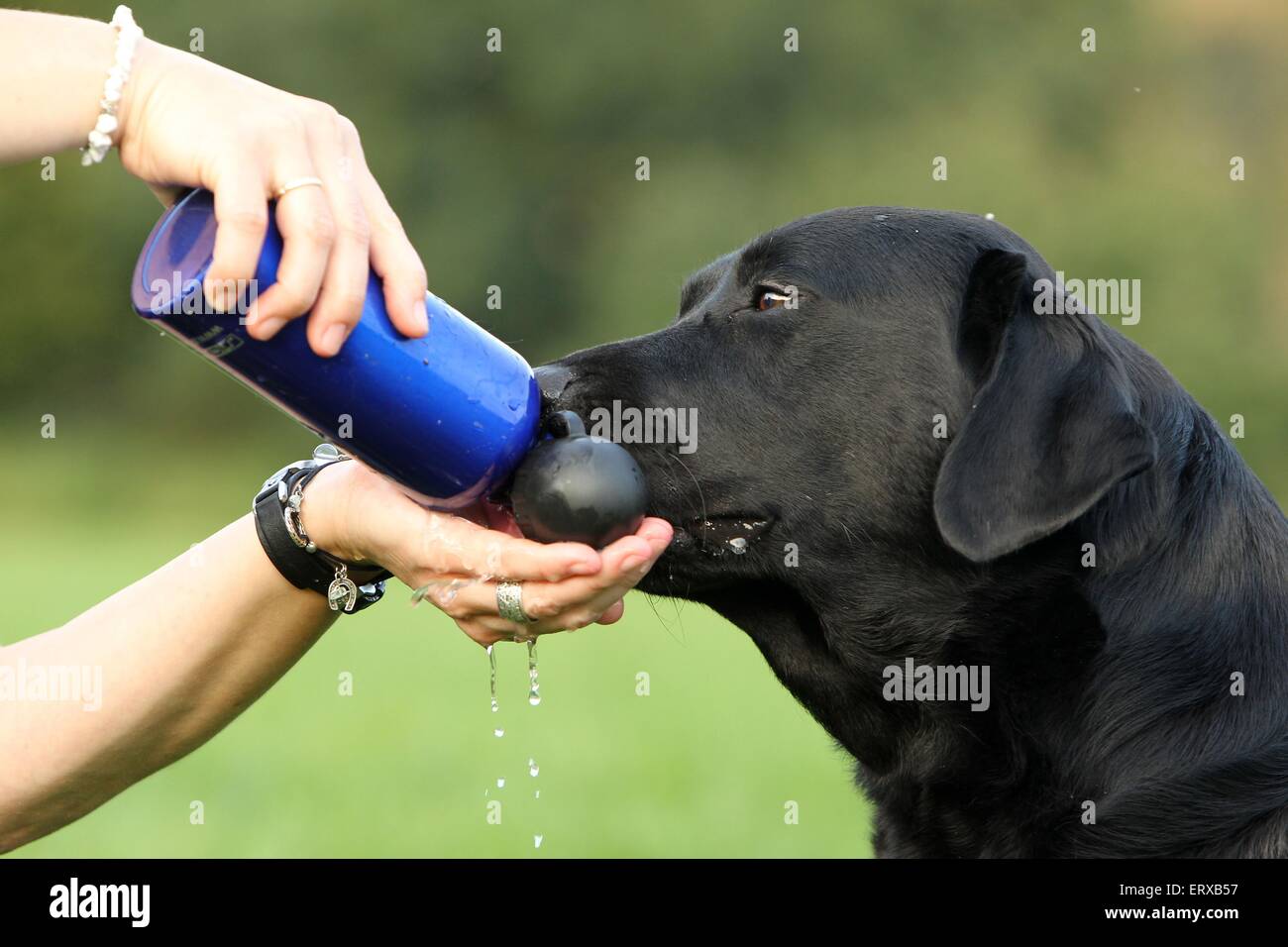 Why Do Lab Puppies Drink So Much Water