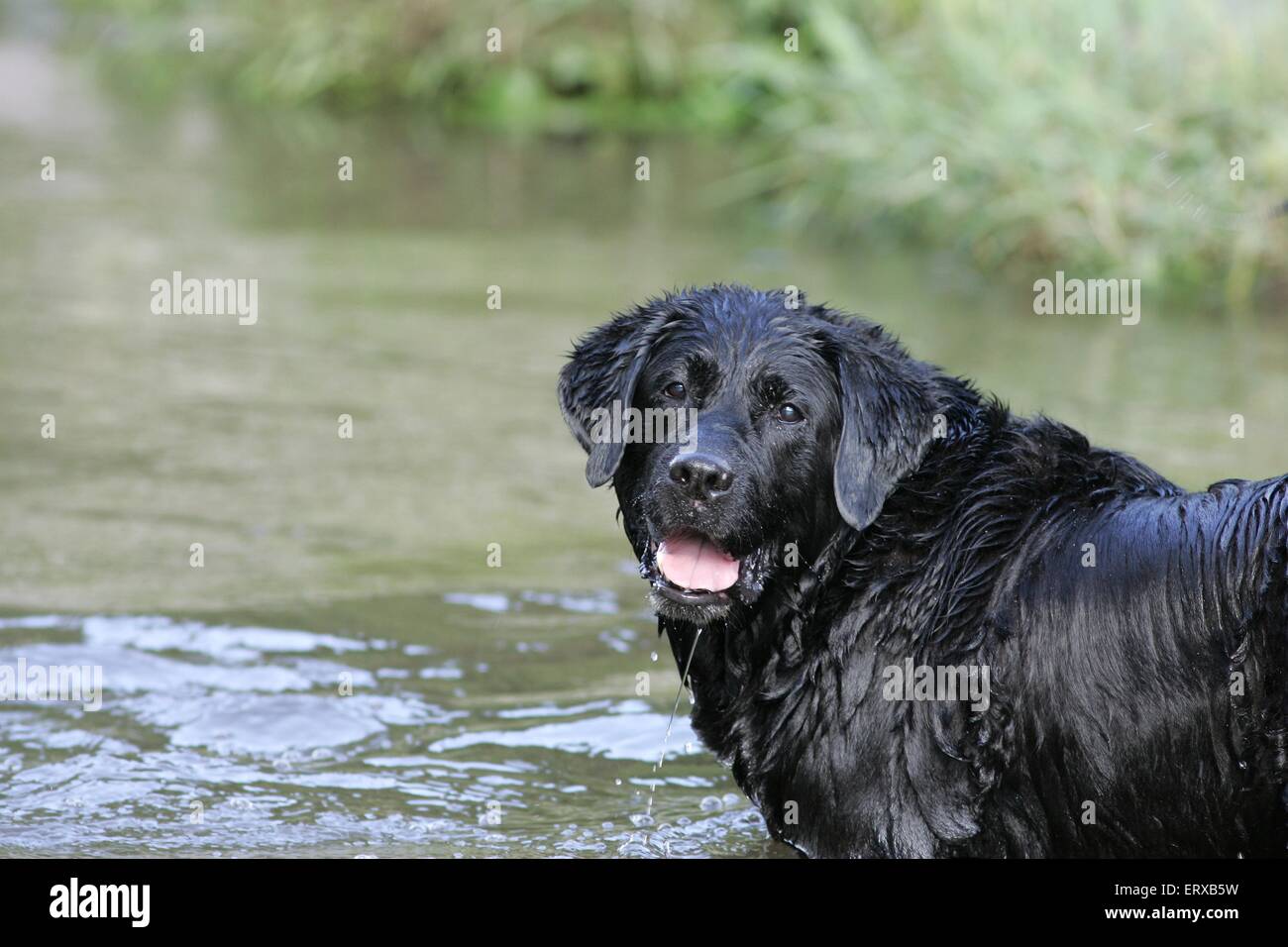 bathing Labrador Retriever Stock Photo Alamy
