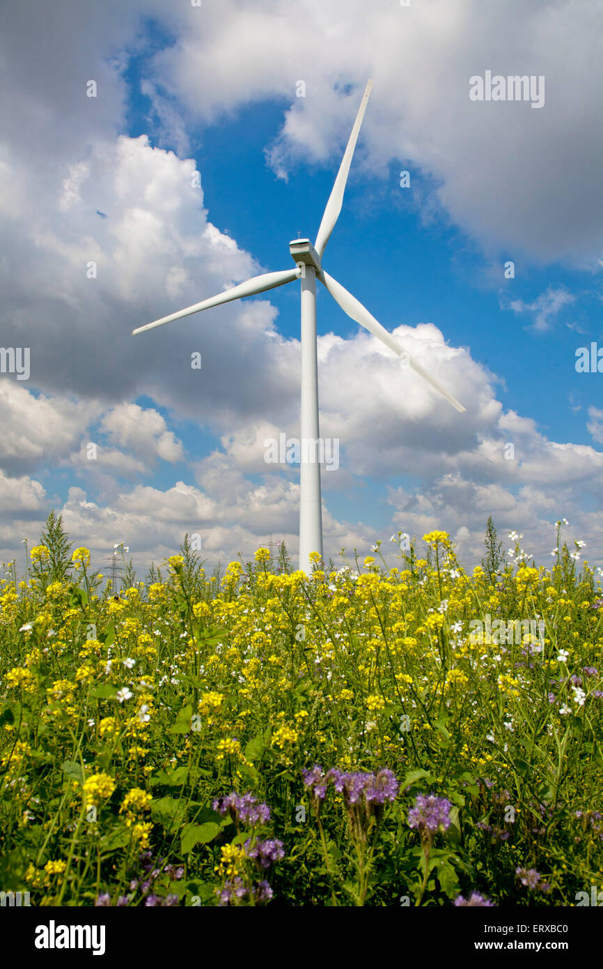 Europe, Germany, North Rhine-Westphalia, wild flowers, wind power plant near Bergheim.  Europa, Deutschland, Nordrhein-Westfalen Stock Photo