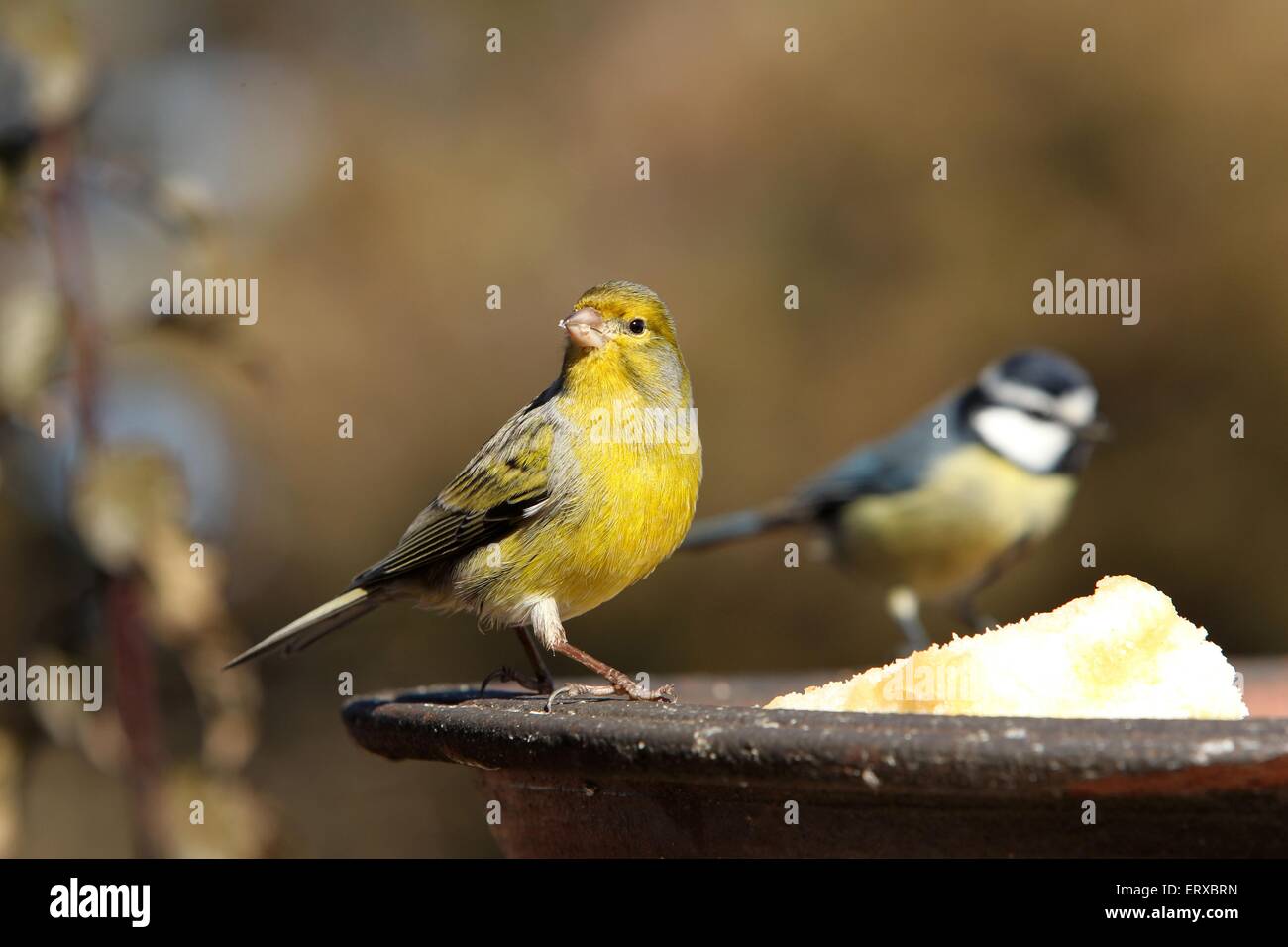 common canary Stock Photo