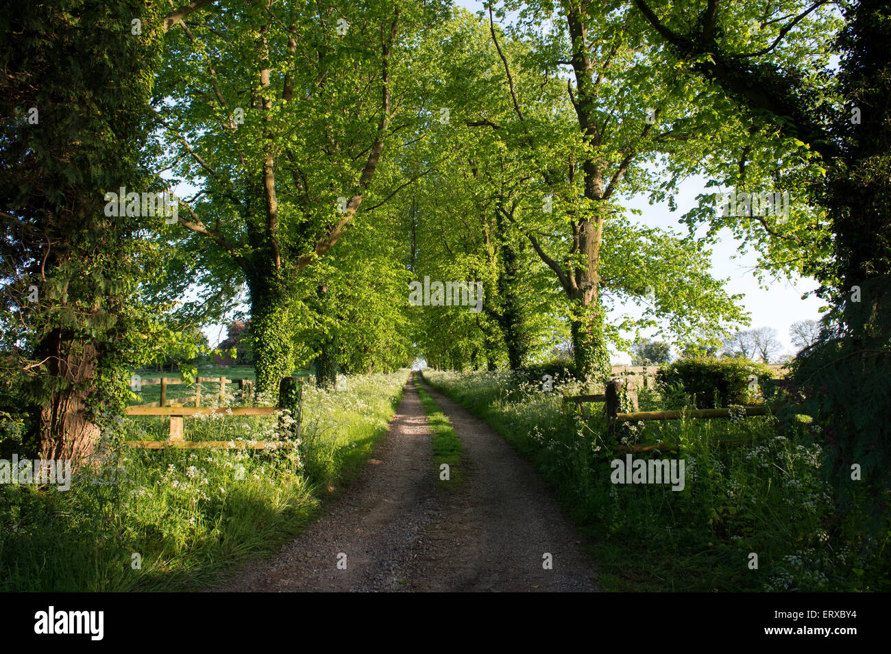 Rural English country road through trees in spring. Oxfordshire. UK Stock Photo