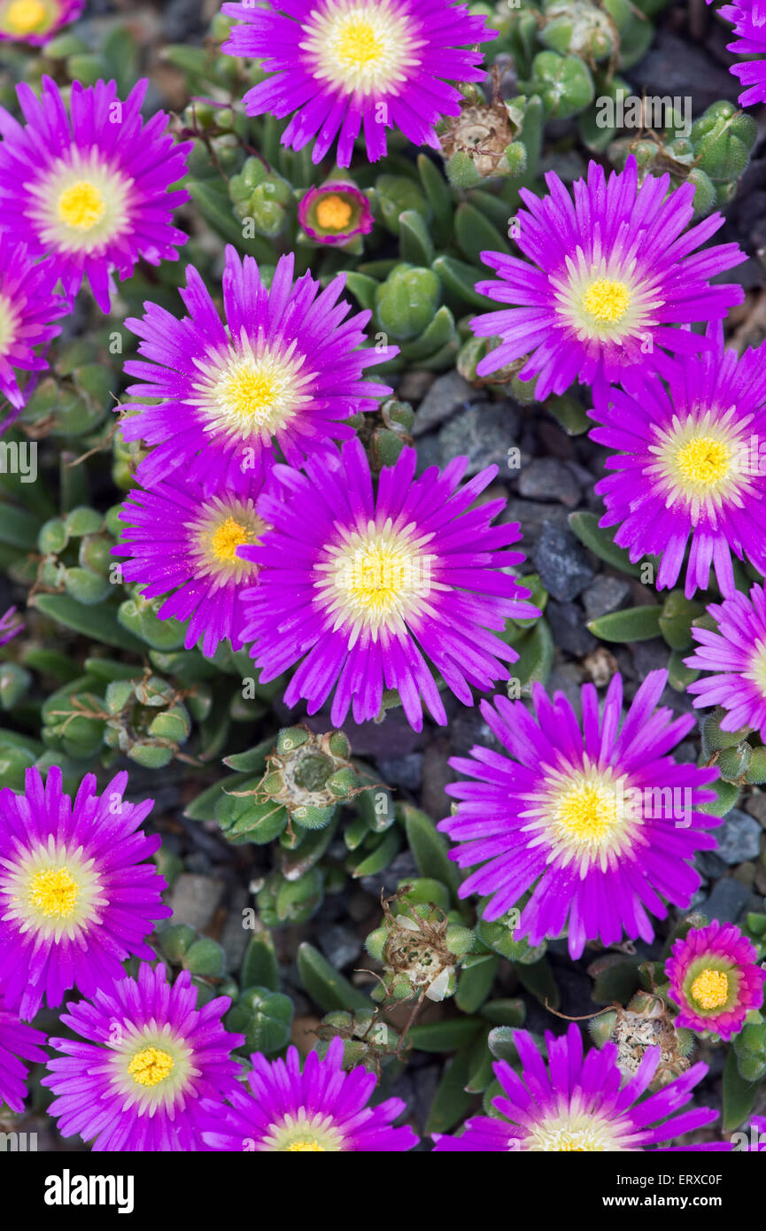 Floral Magenta Aizoaceae Hi res Stock Photography And Images Alamy