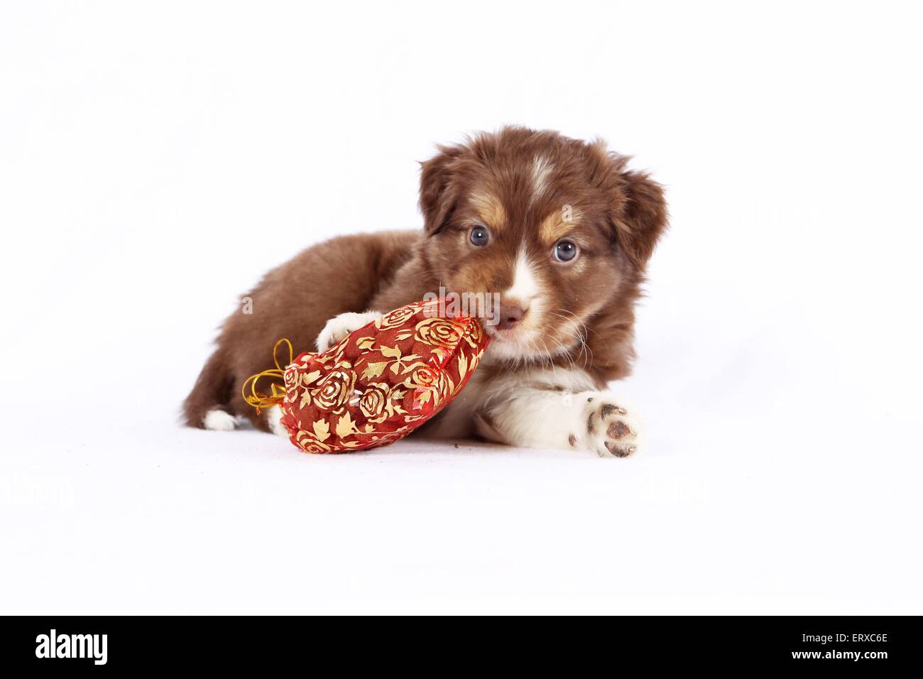 Miniature Australian Shepherd Puppy Stock Photo