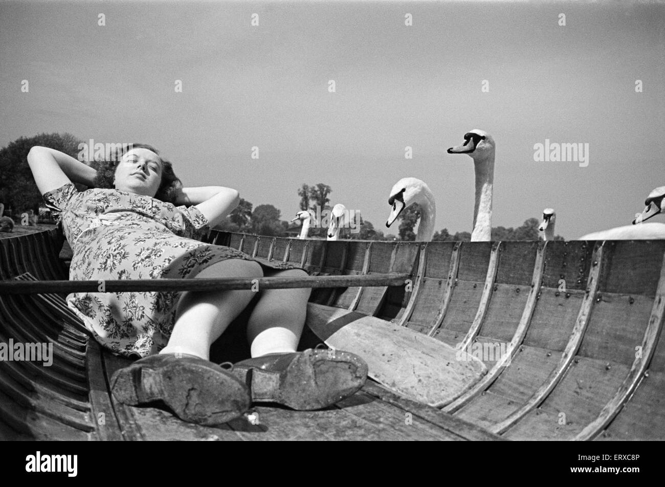 Swans looking at a woman asleep in a boat, on the River Thames, London, Circa 1946. Stock Photo