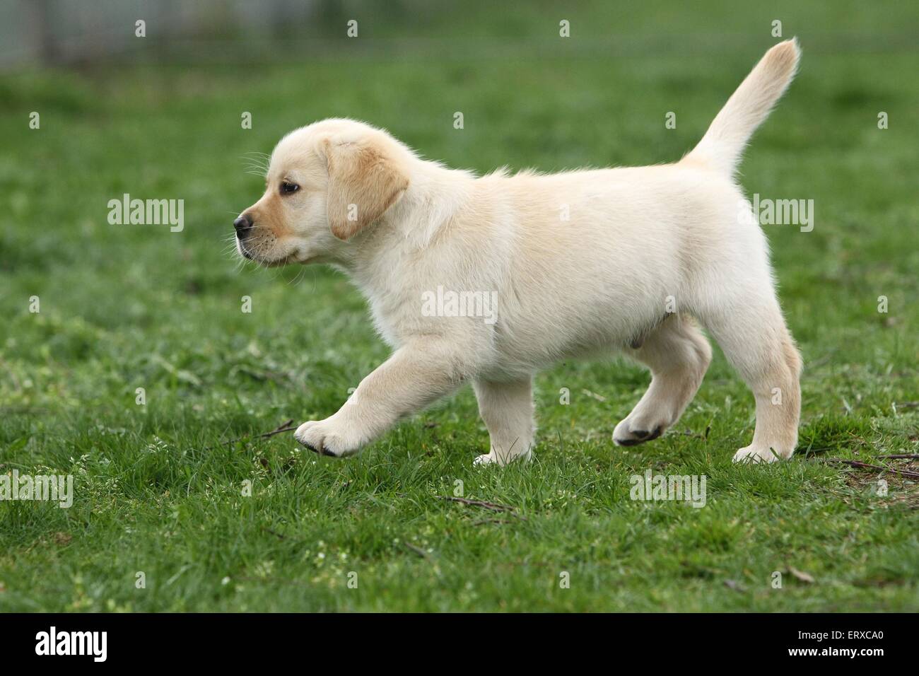 Labrador Retriever Puppy Stock Photo Alamy