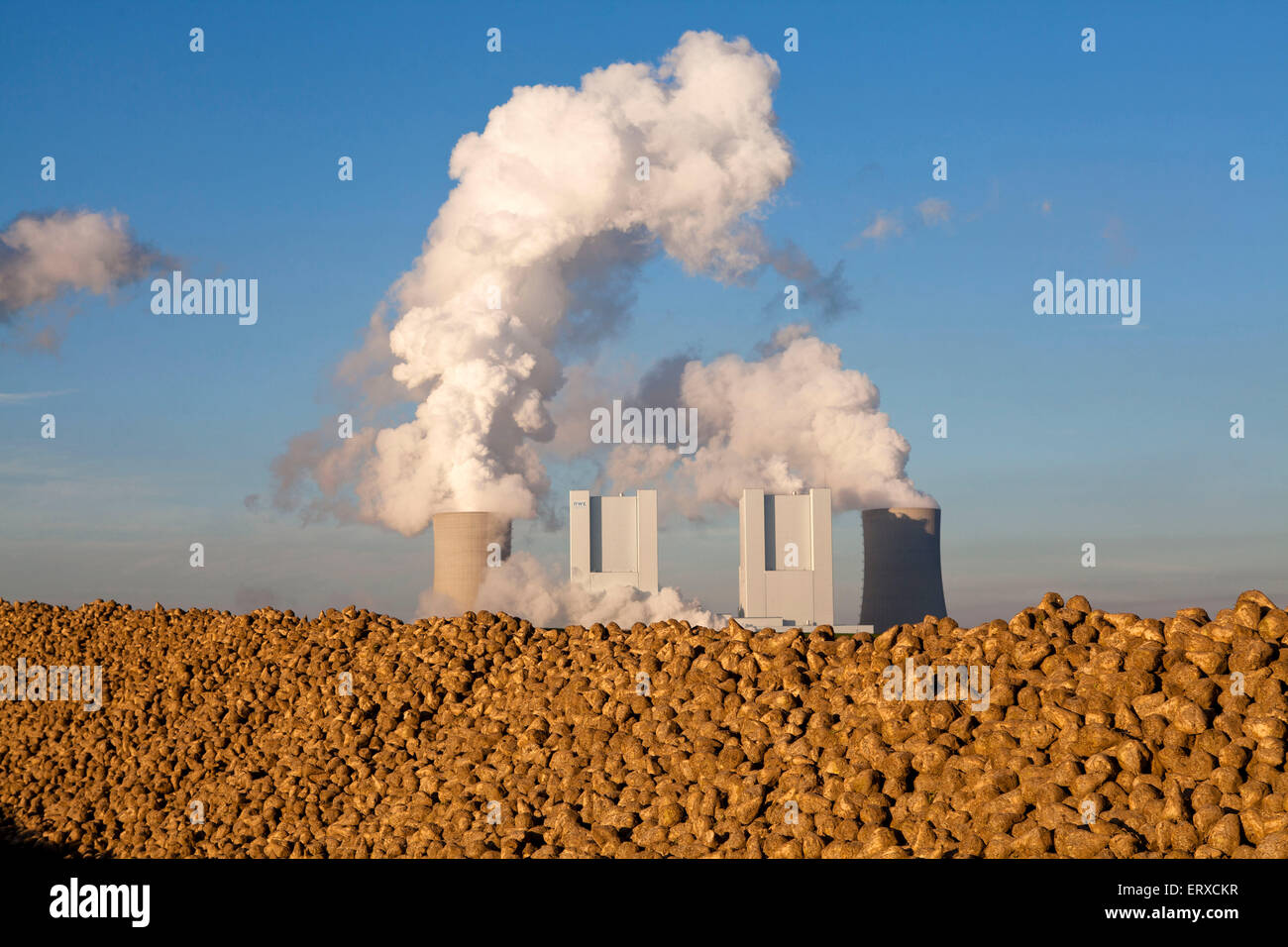 sugar beets in front of the lignite-fired power plant Neurath in Grevenbroich, Germany. Stock Photo
