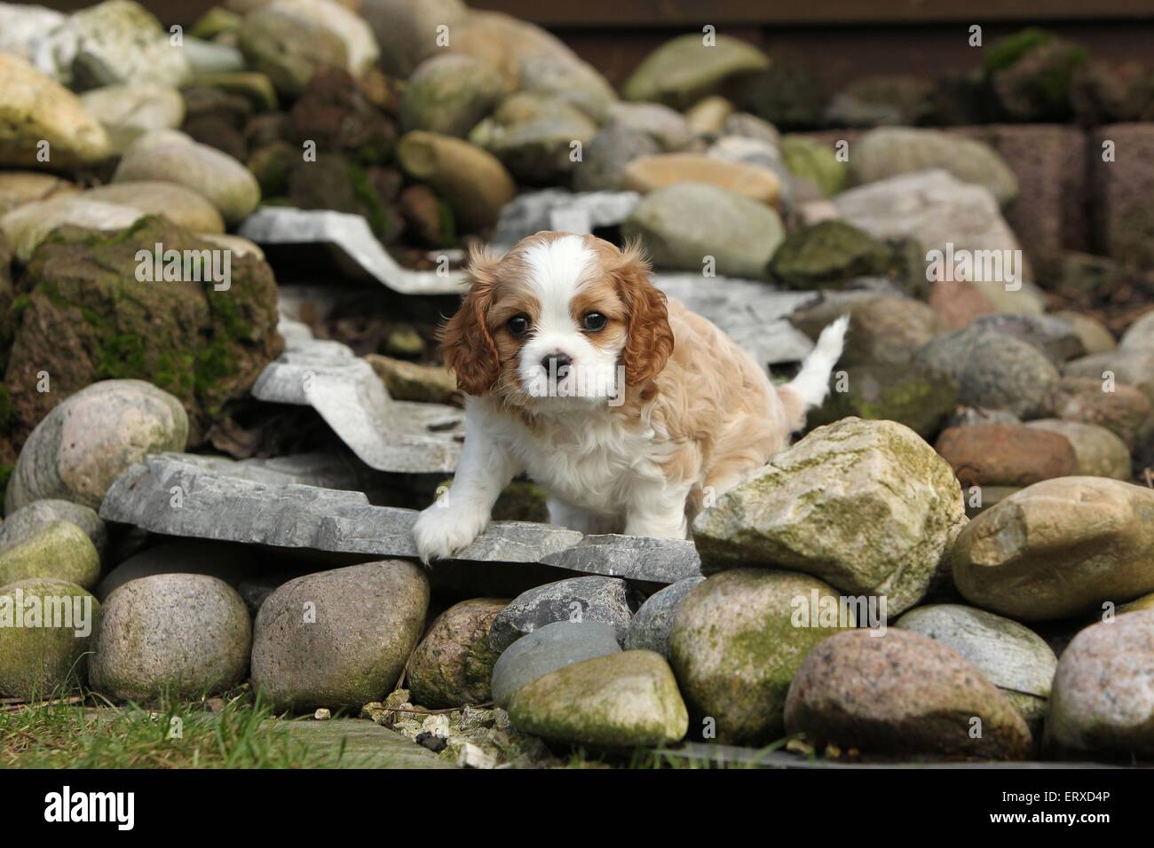 Cavalier King Charles Spaniel Puppy Stock Photo Alamy