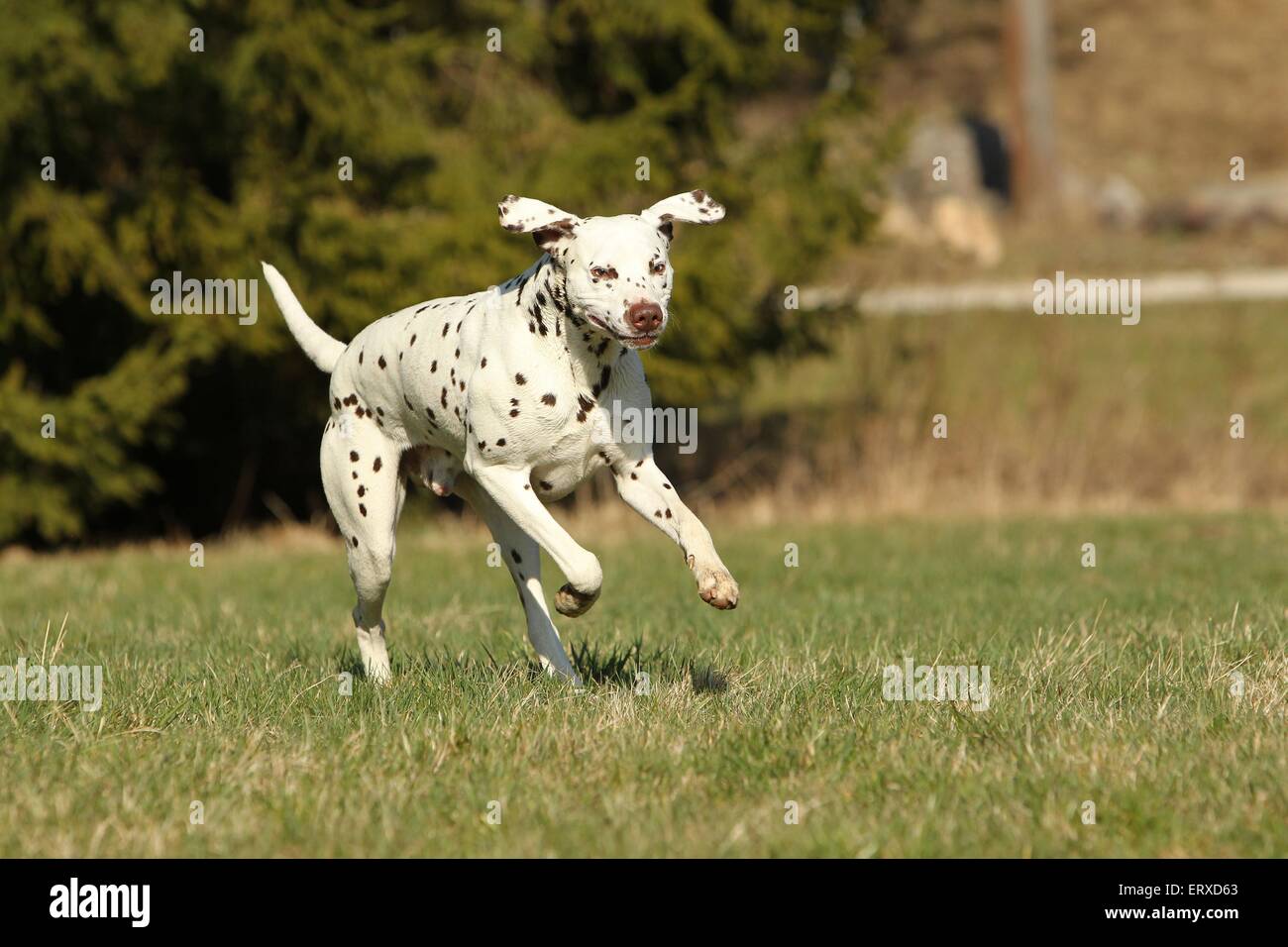 running Dalmatian Stock Photo: 83559675 - Alamy