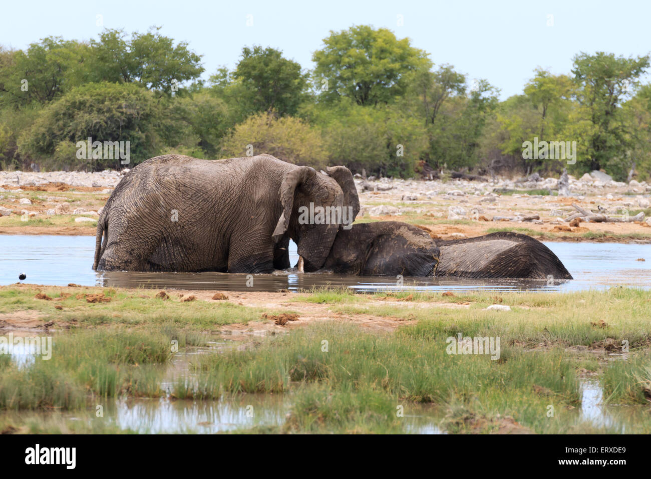 Couple of elephants playing from Etosha National Park, Namibia Stock Photo