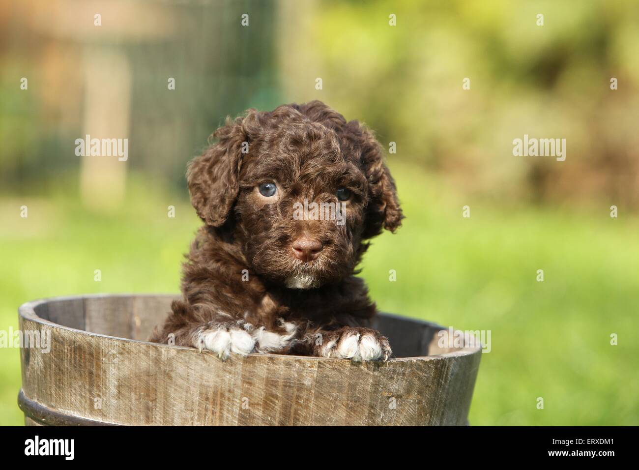 Perro de agua espanol puppies sale for sale