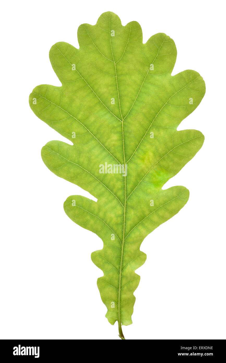 Green oak leaf isolated on white background Stock Photo - Alamy