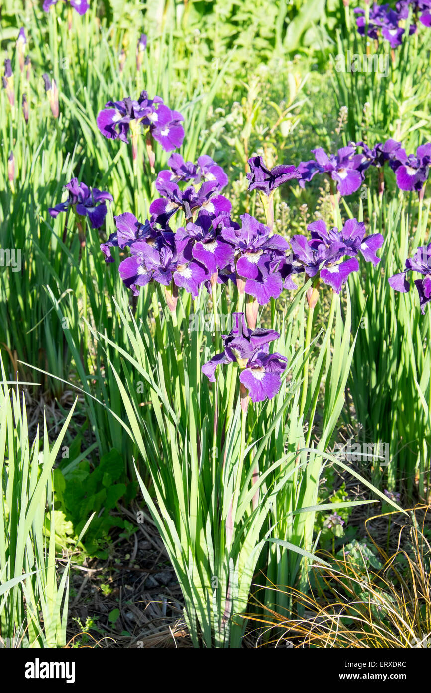Purple Iris flowers in full bloom Stock Photo