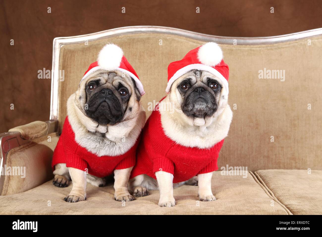 Pug wearing santa hat hi-res stock photography and images - Alamy
