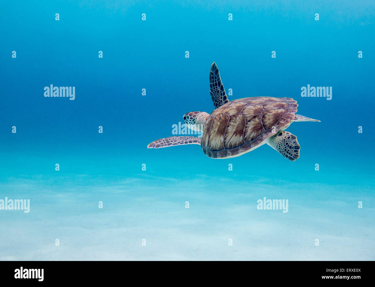 Green Sea Turtle in blue ocean Stock Photo
