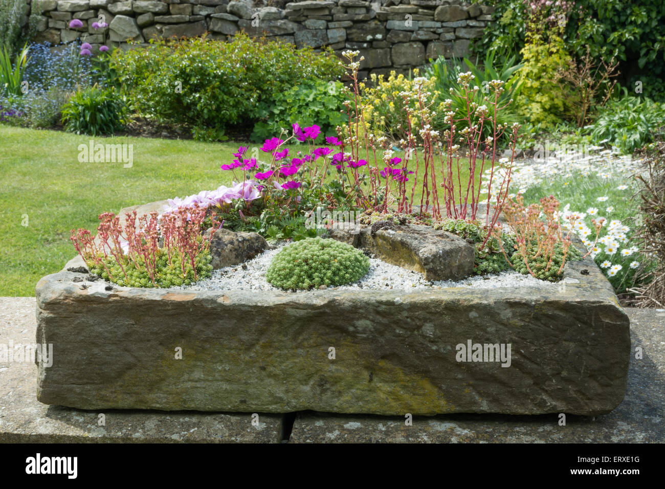 Alpines planted in a stone garden sink Stock Photo