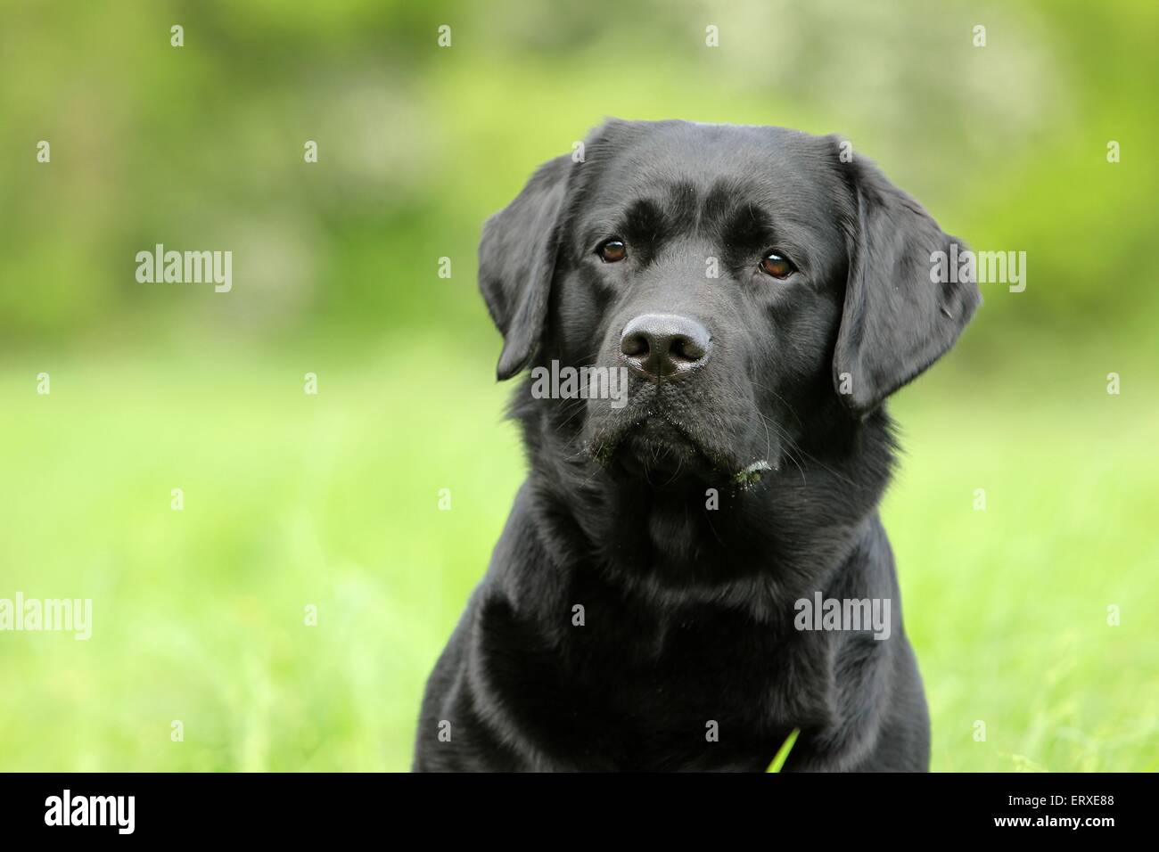 Labrador Retriever Portrait Stock Photo - Alamy