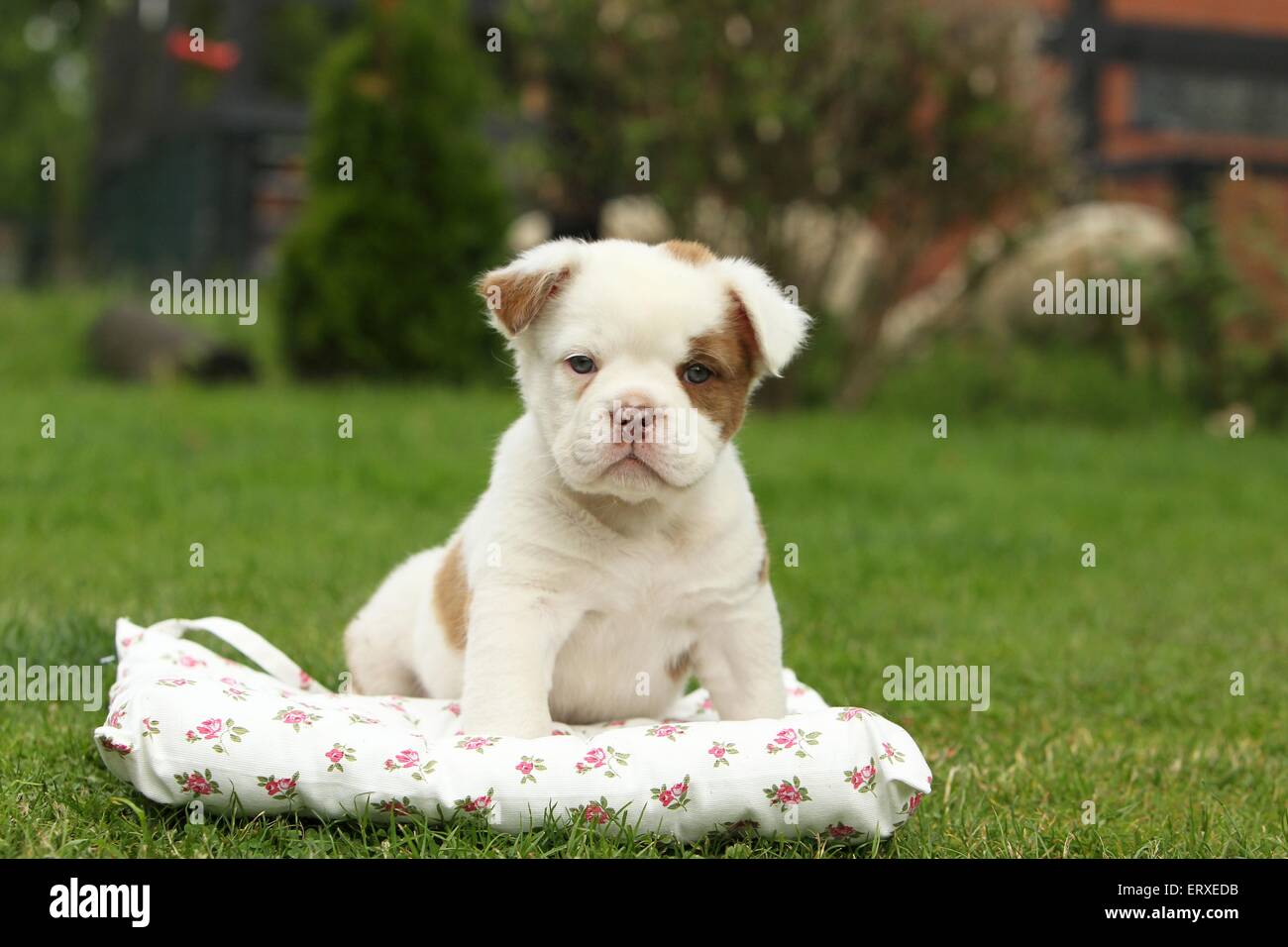 Olde English Bulldog Puppy Stock Photo Alamy