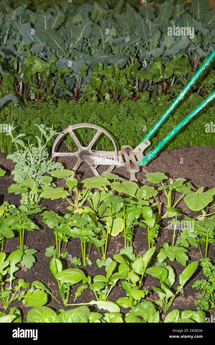 Vegetables and cultivator Stock Photo Alamy