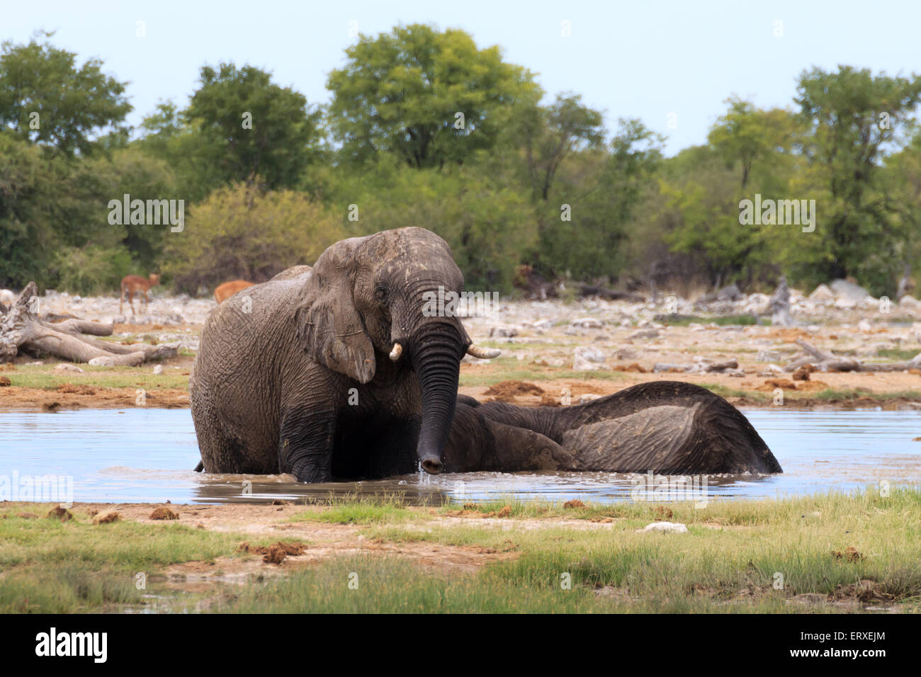 Couple of elephants playing from Etosha National Park, Namibia Stock Photo