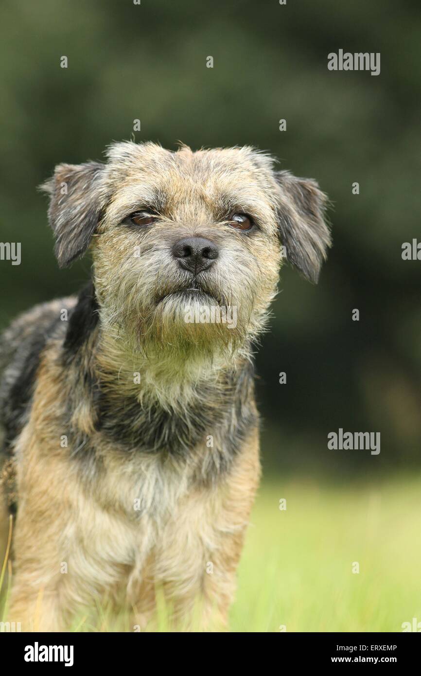 Border Terrier Portrait Stock Photo Alamy