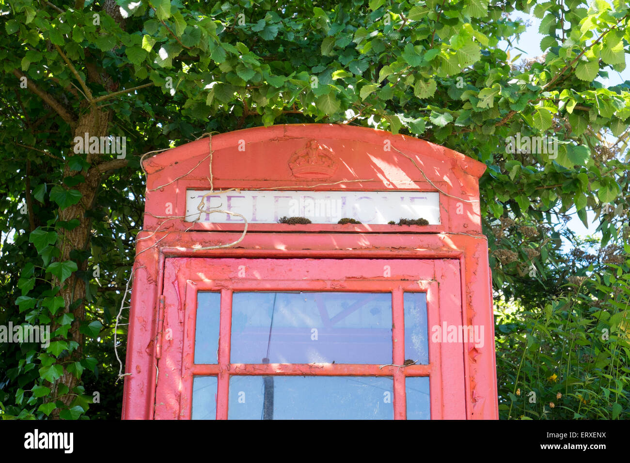 Overgrown and neglected red K6 public telephone kiosk in rural  location UK Stock Photo