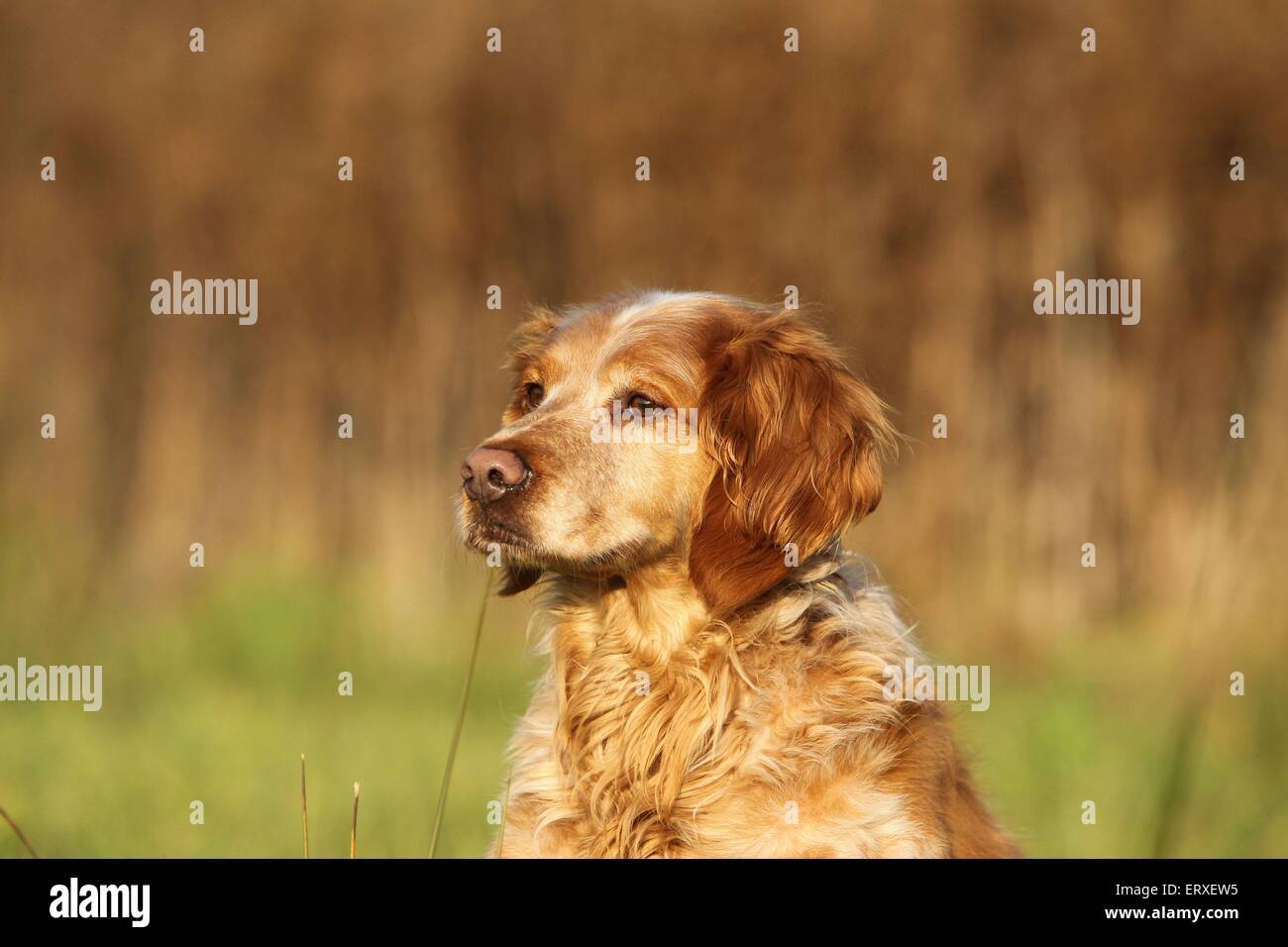 Brittany spaniel male dog hi res stock photography and images Alamy
