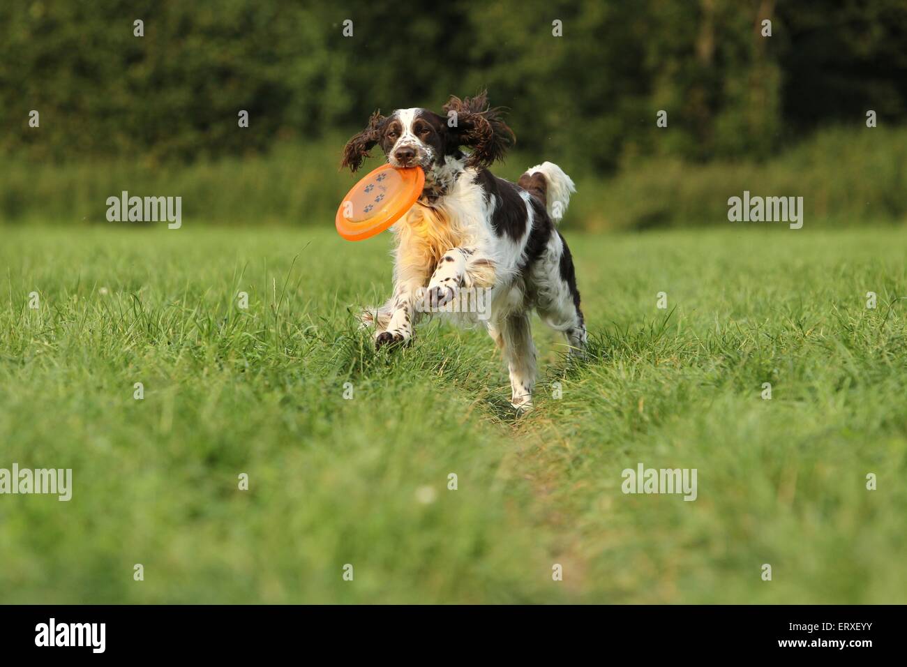 playing English Springer Spaniel Stock Photo - Alamy