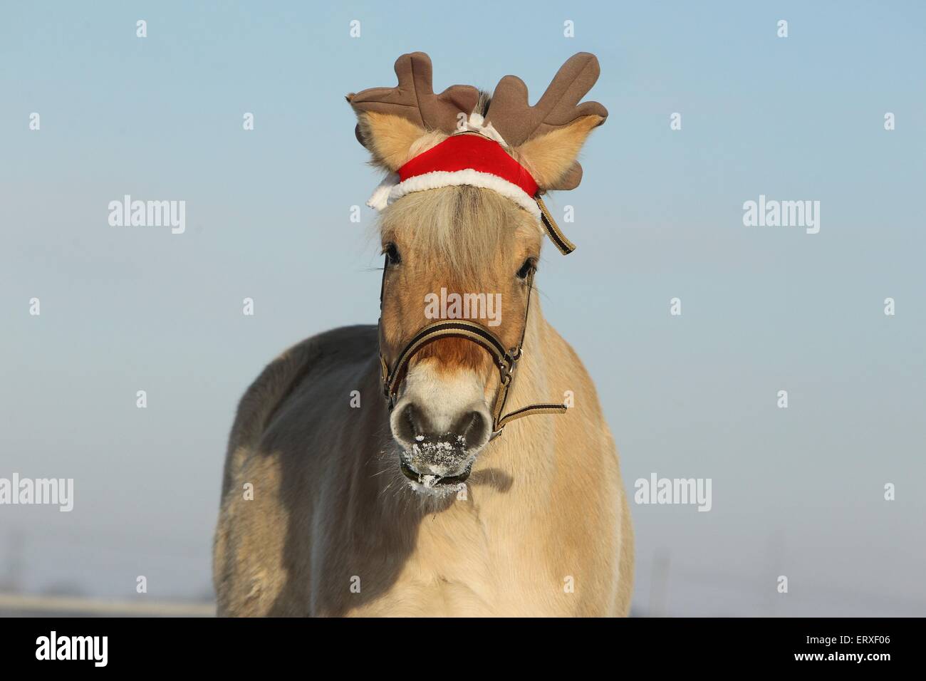 Horse santa hat High Resolution Stock 
