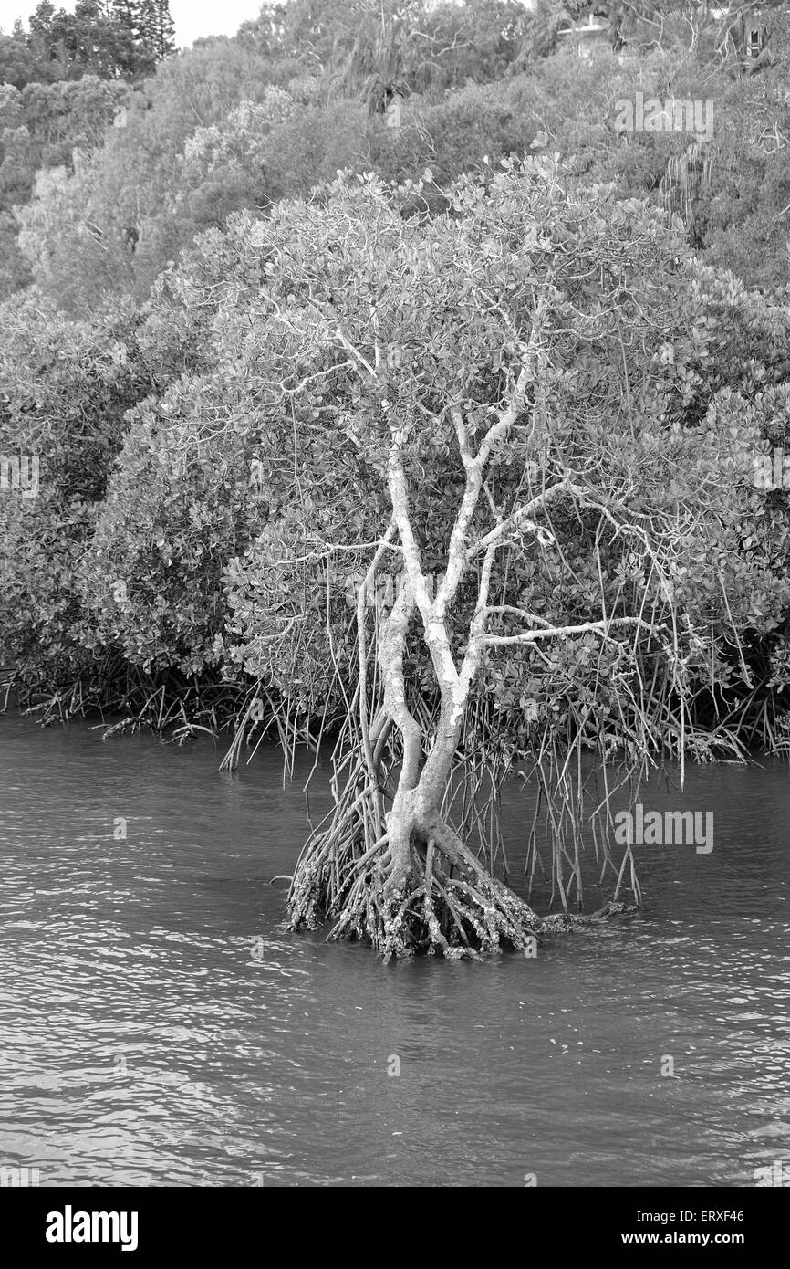 Mangrove trees Stock Photo