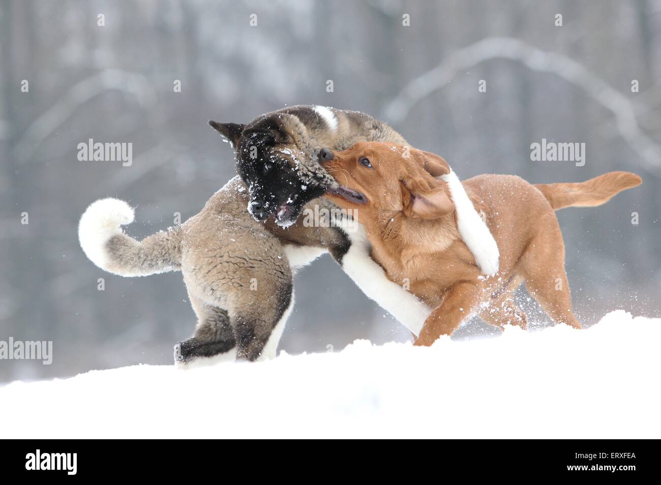 Akita dog fight hi res stock photography and images Alamy