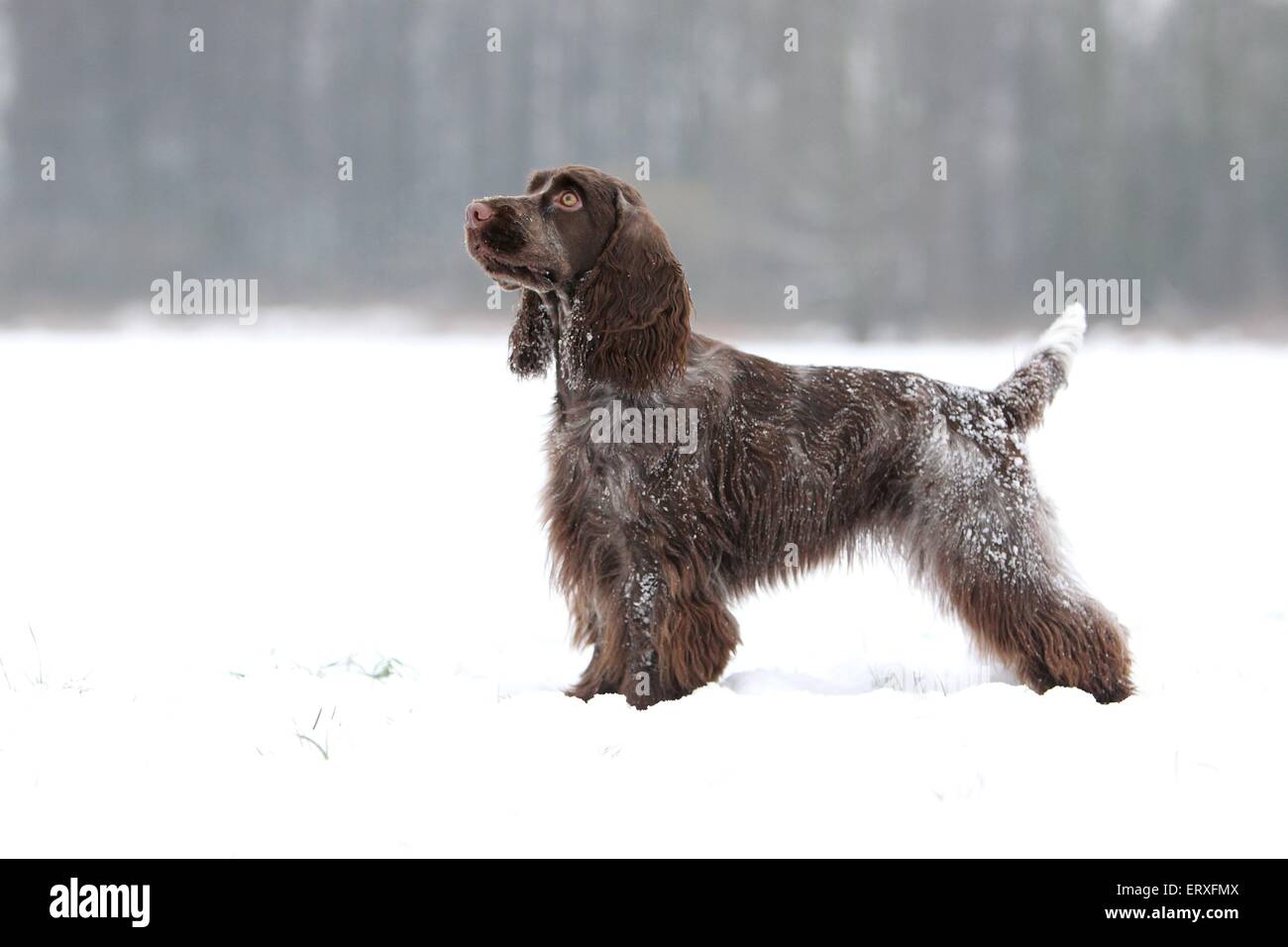 English Cocker Spaniel Stock Photo