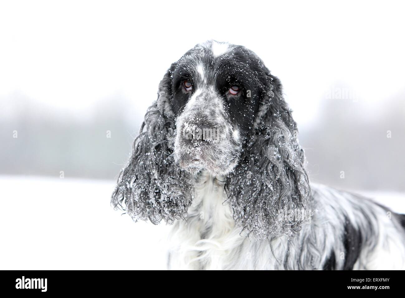 English Cocker Spaniel Portrait Stock Photo