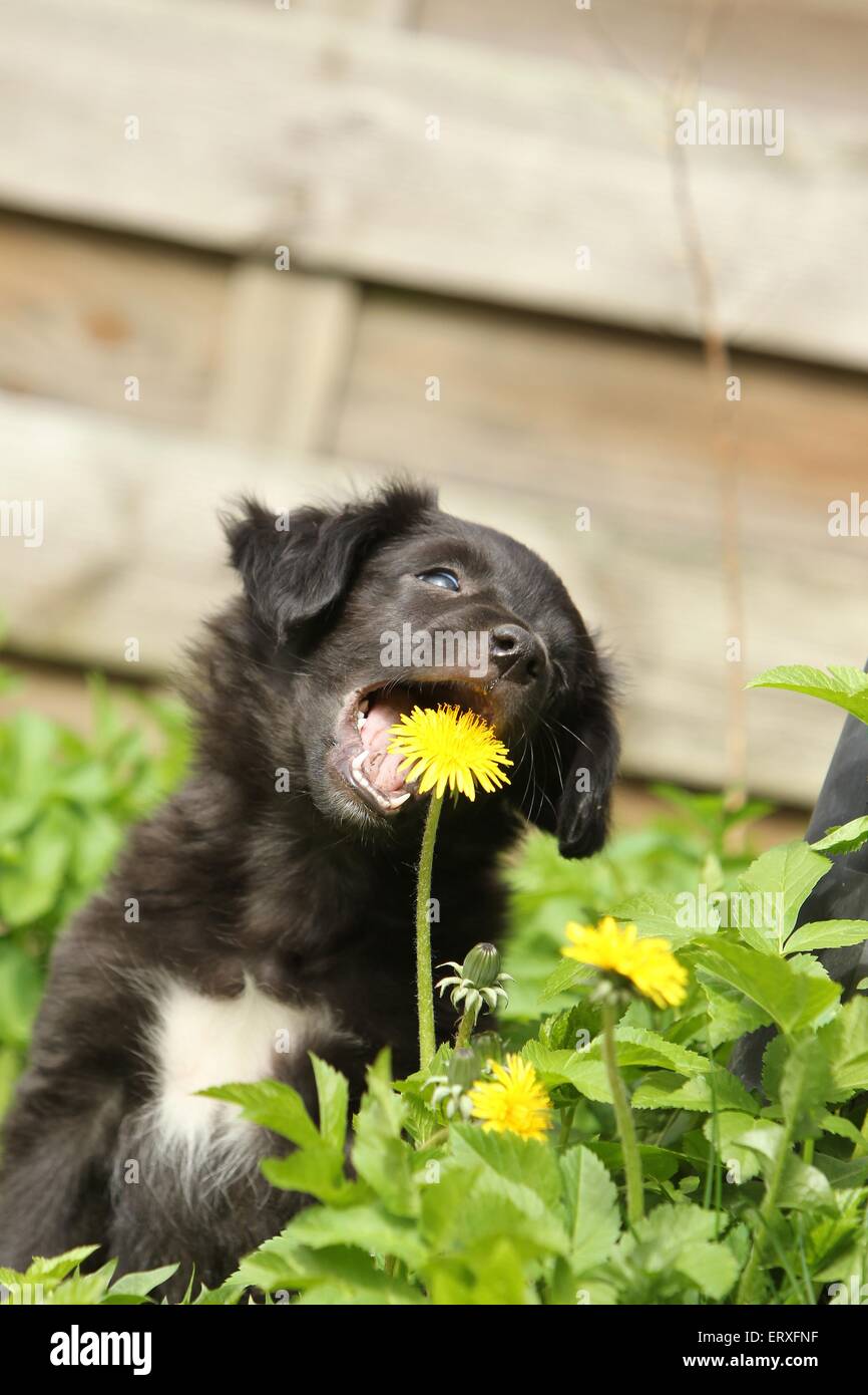Alpine Shepherd Puppy Stock Photo Alamy