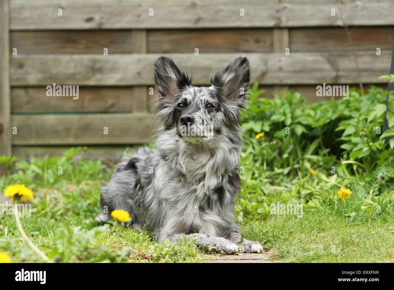 Alpine Shepherd Portrait Stock Photo Alamy