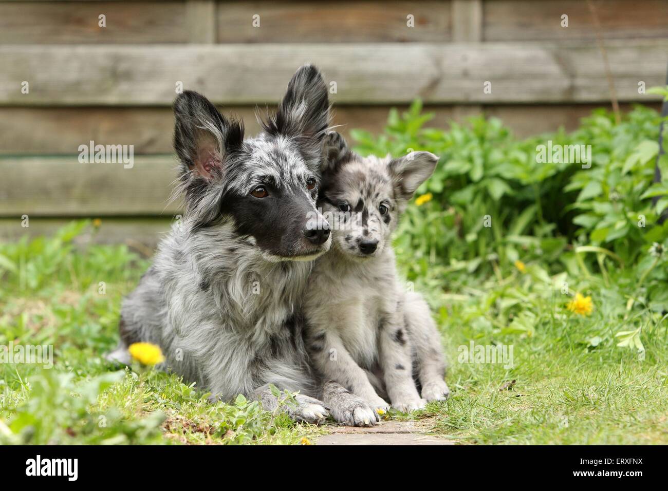 Alpine Shepherd Puppy High Resolution Stock Photography And Images Alamy