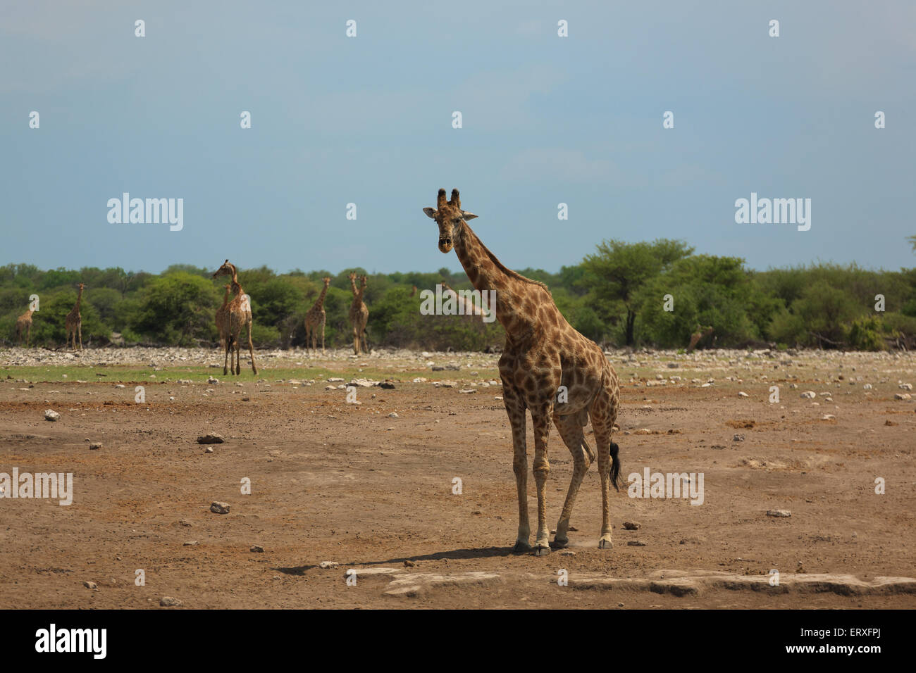 Giraffe from Etosha National Park, Namibia Stock Photo