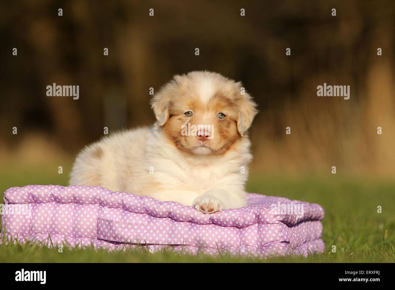 Australian Shepherd Puppy Stock Photo Alamy