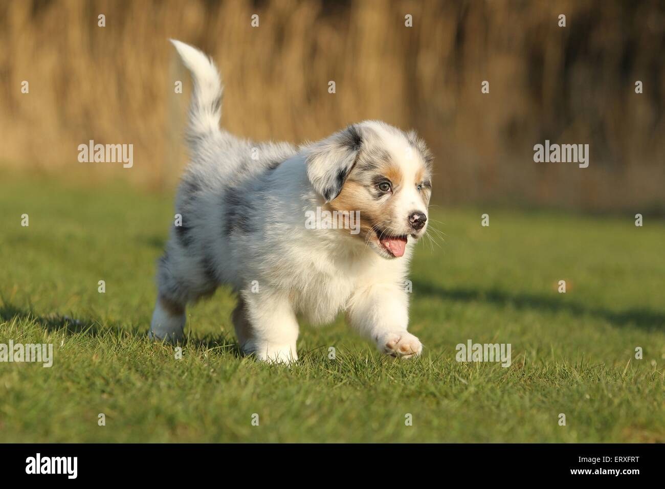 Australian Shepherd Puppy Stock Photo Alamy