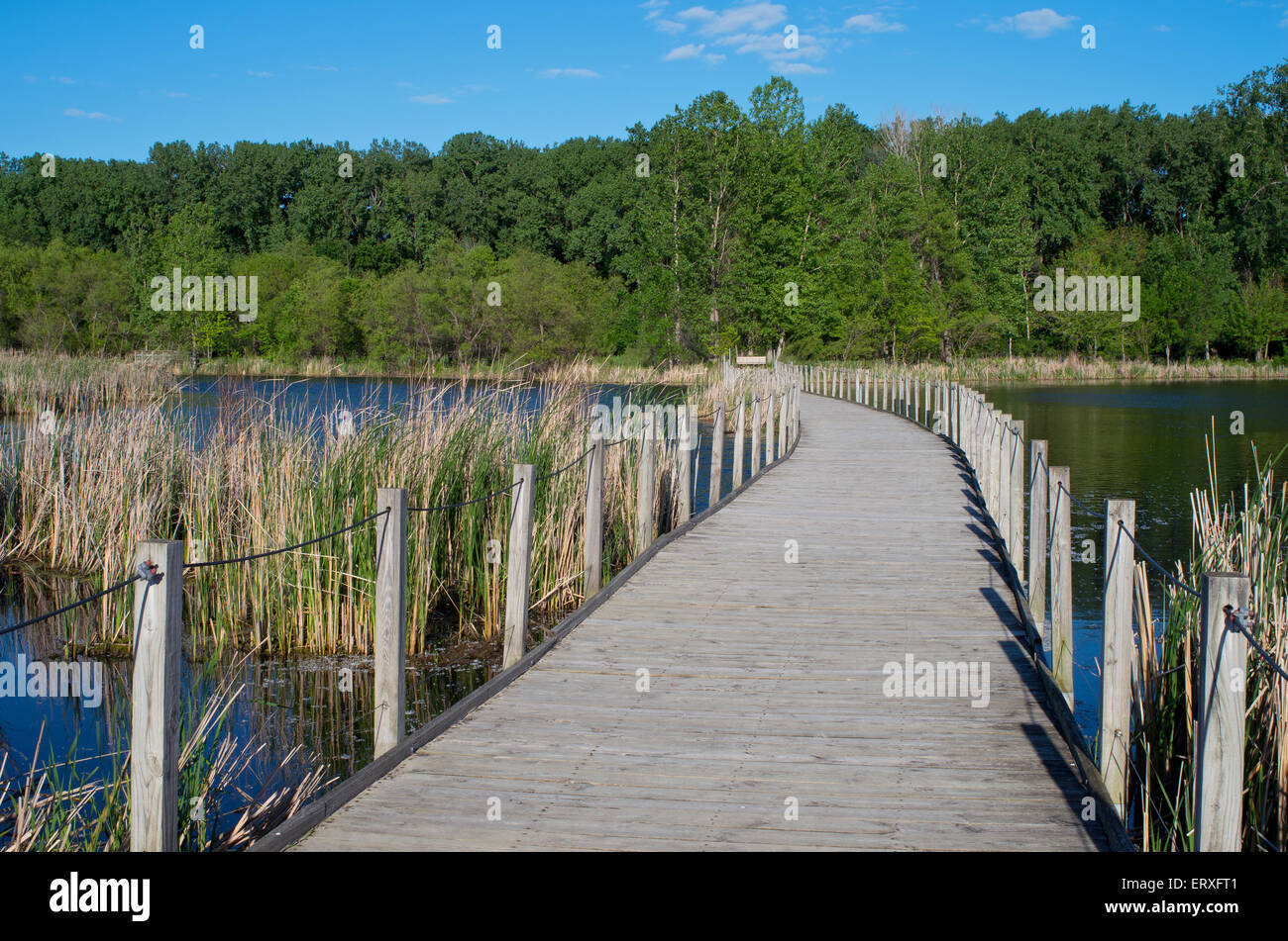 wood lake park boardwalk crossing wetlands and cattail marshes bordered by forest in richfield minnesota Stock Photo