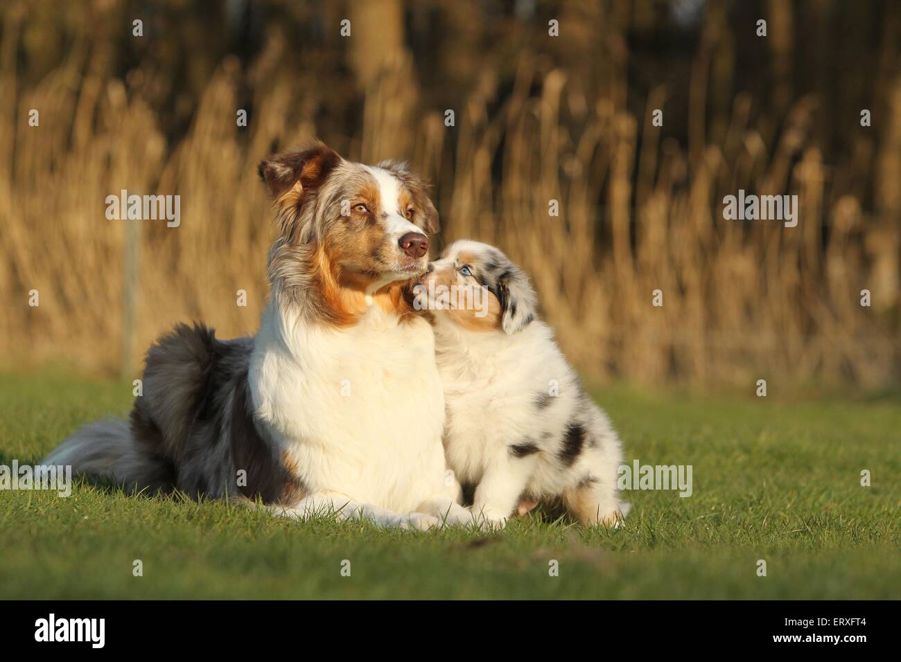 Affectionate shepherd hires stock photography and images Alamy