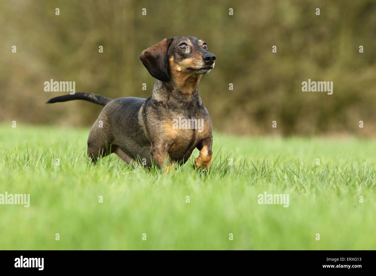 Dachshund hires stock photography and images Alamy