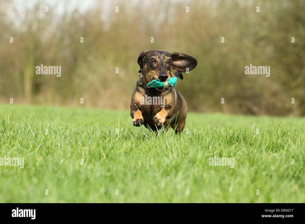 playing shorthaired Dachshund Stock Photo Alamy