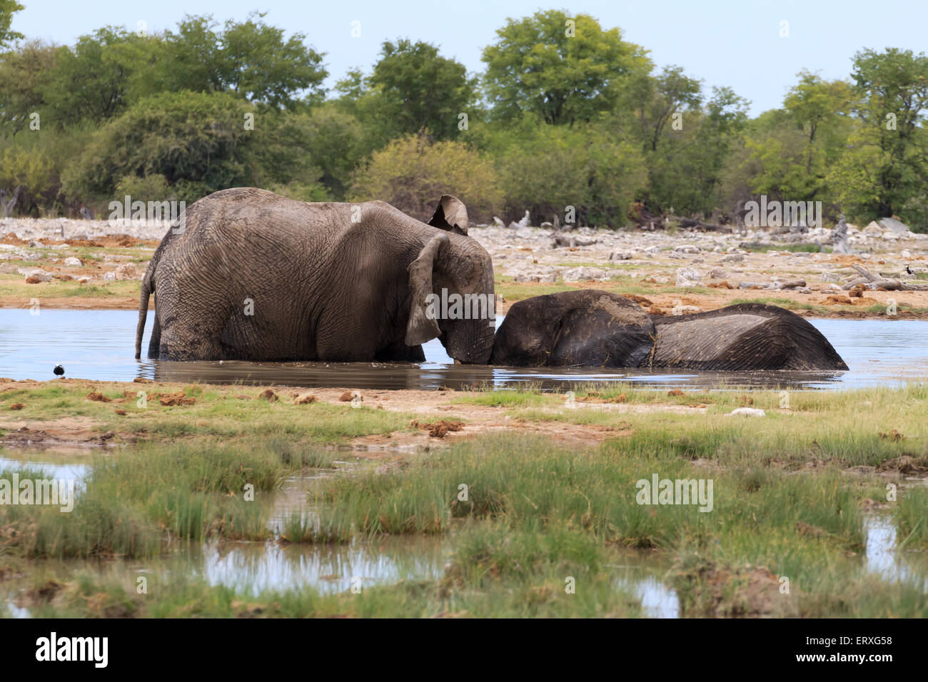 Couple of elephants playing from Etosha National Park, Namibia Stock Photo