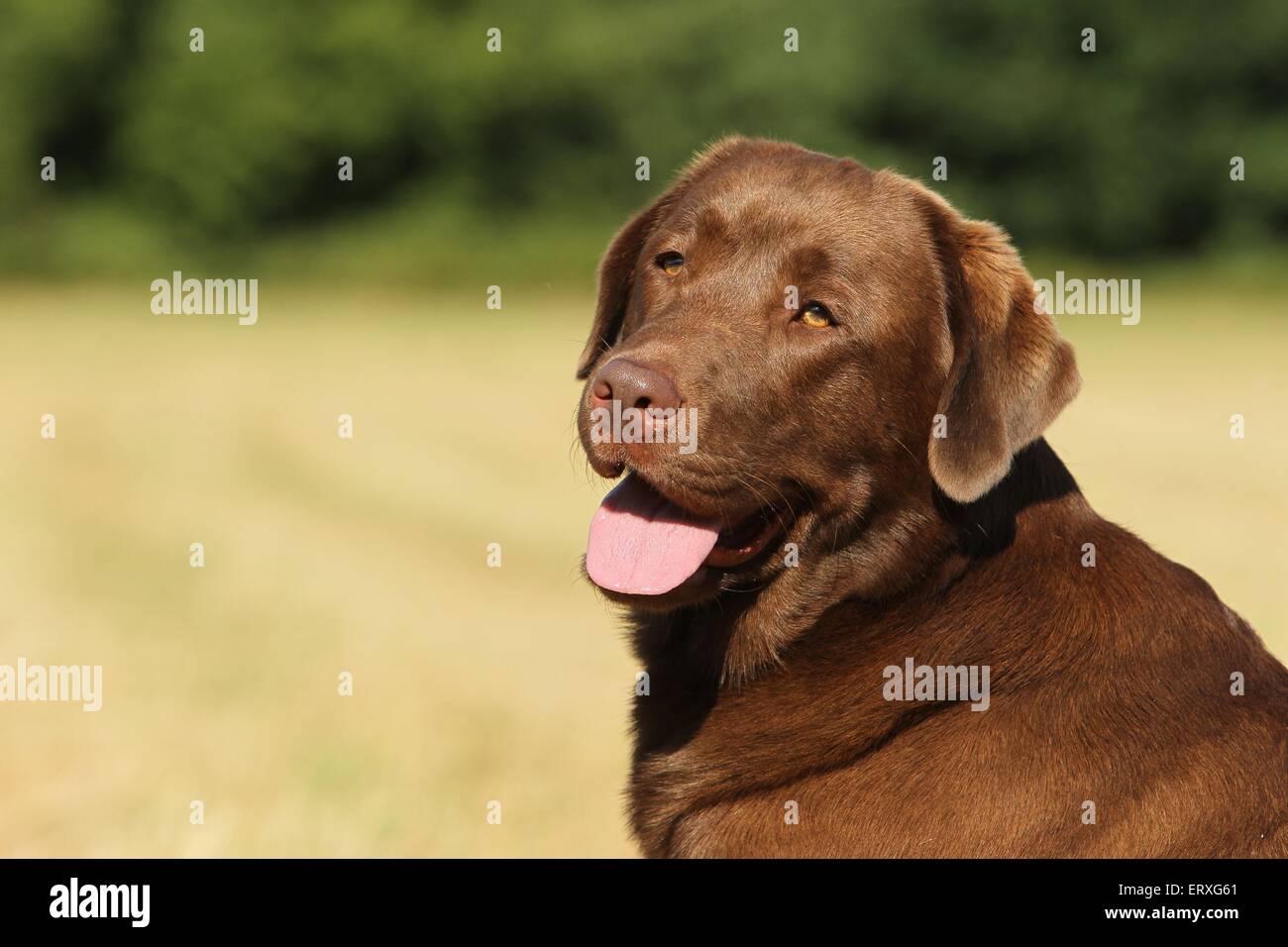 Labrador Retriever Portrait Stock Photo - Alamy