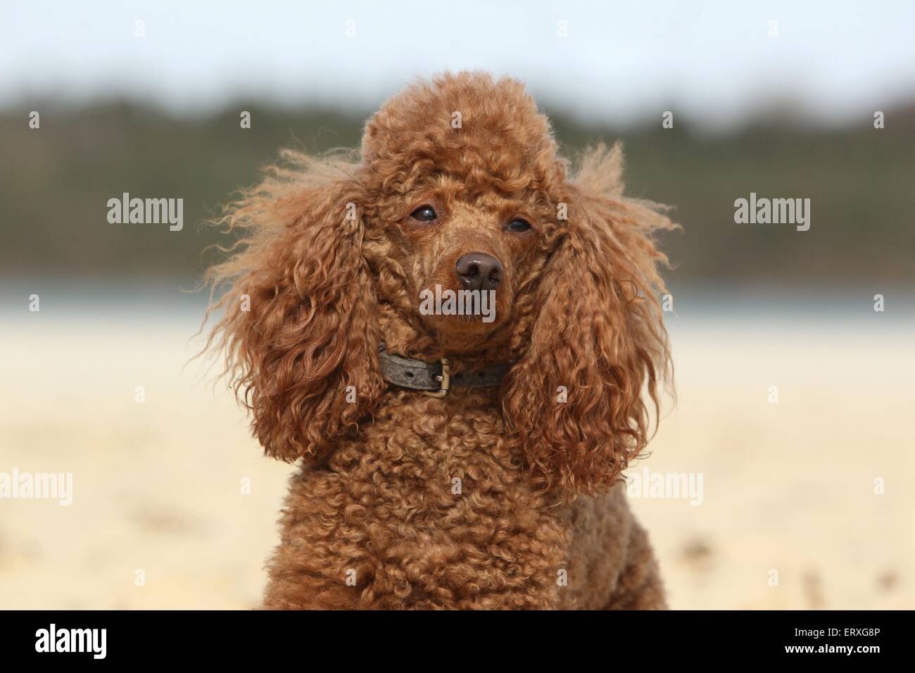 10,506 Brown Toy Poodle Royalty-Free Images, Stock Photos & Pictures