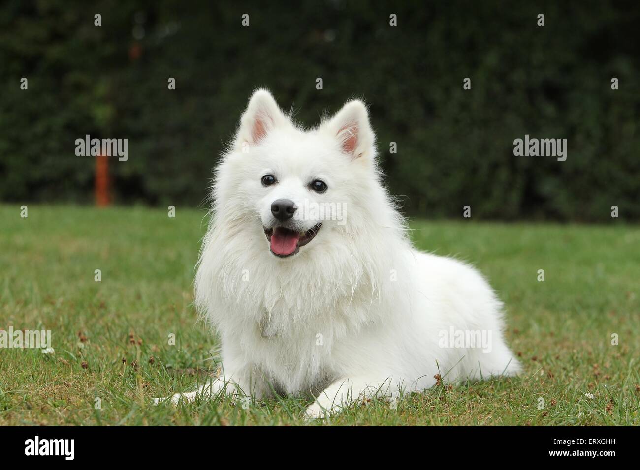 Spitz Dog High Resolution Stock Photography And Images Alamy Spitz Dog High Resolution Stock Photography And Images Alamy