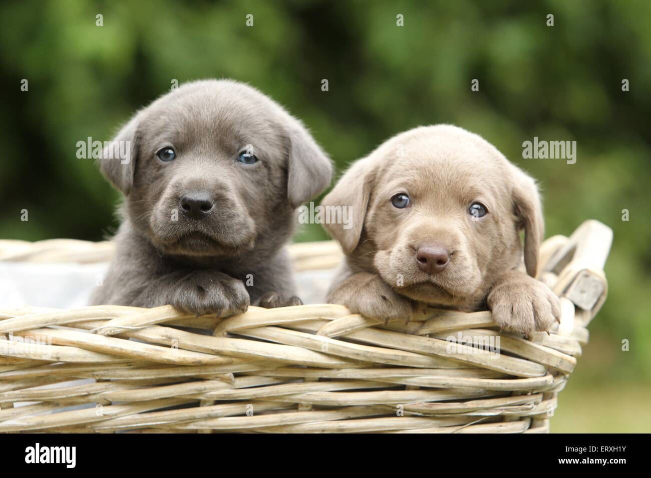 Silver Labrador Retriever High Resolution Stock Photography And Images Alamy Silver Labrador Retriever High Resolution Stock Photography And Images Alamy