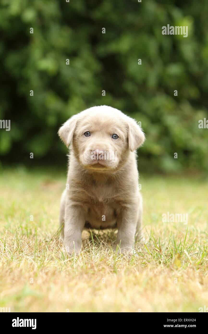 Silver Labrador Retriever High Resolution Stock Photography And Images Alamy Silver Labrador Retriever High Resolution Stock Photography And Images Alamy