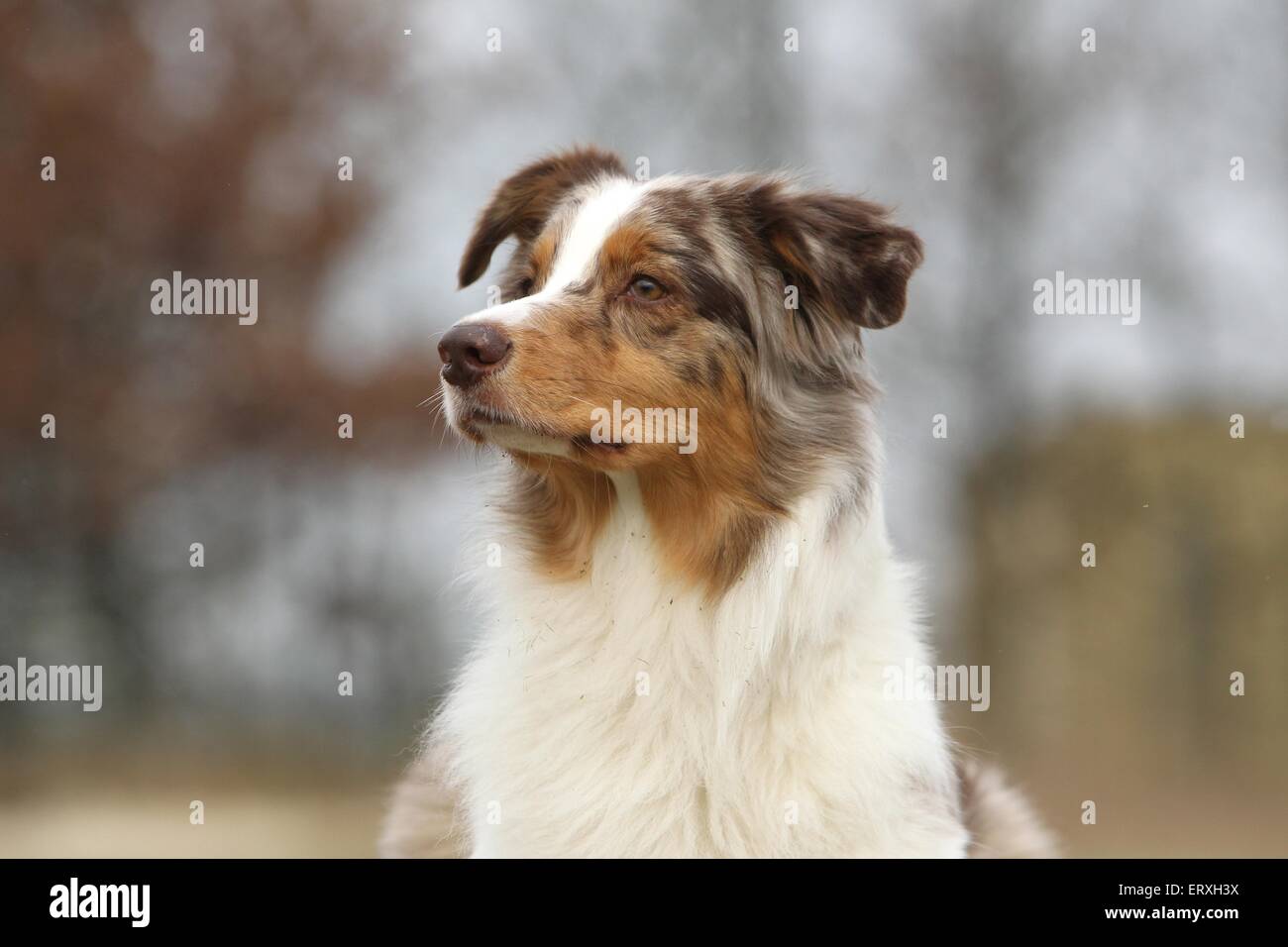 Australian Shepherd Portrait Stock Photo - Alamy